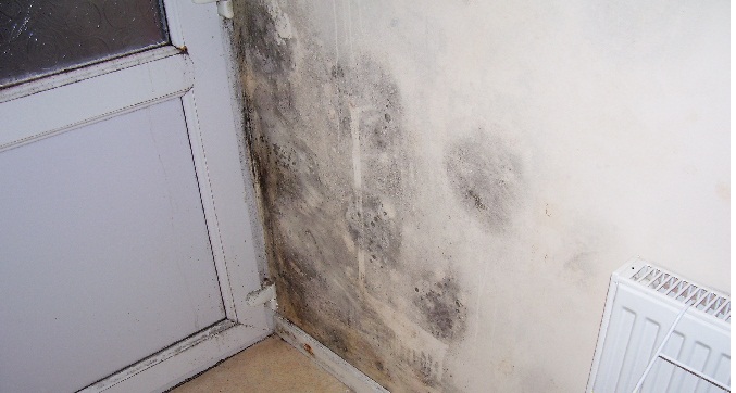 Black spot condensation mould Black spot condensation mould